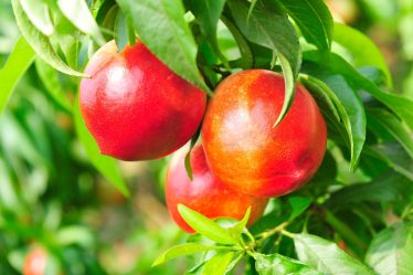 Calorie pesca