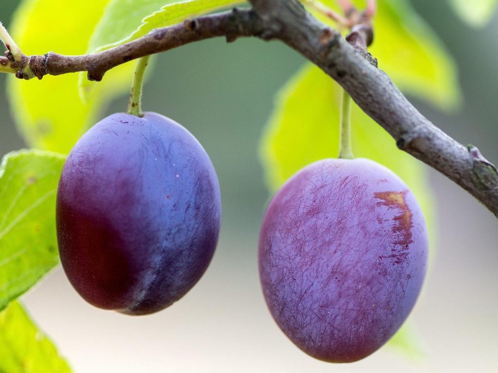 Calorie prugne