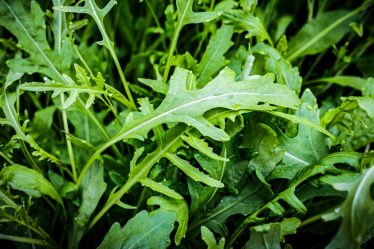 Calorie rucola