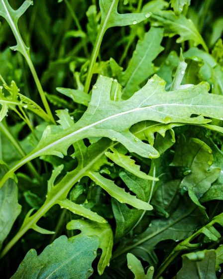 Calorie rucola