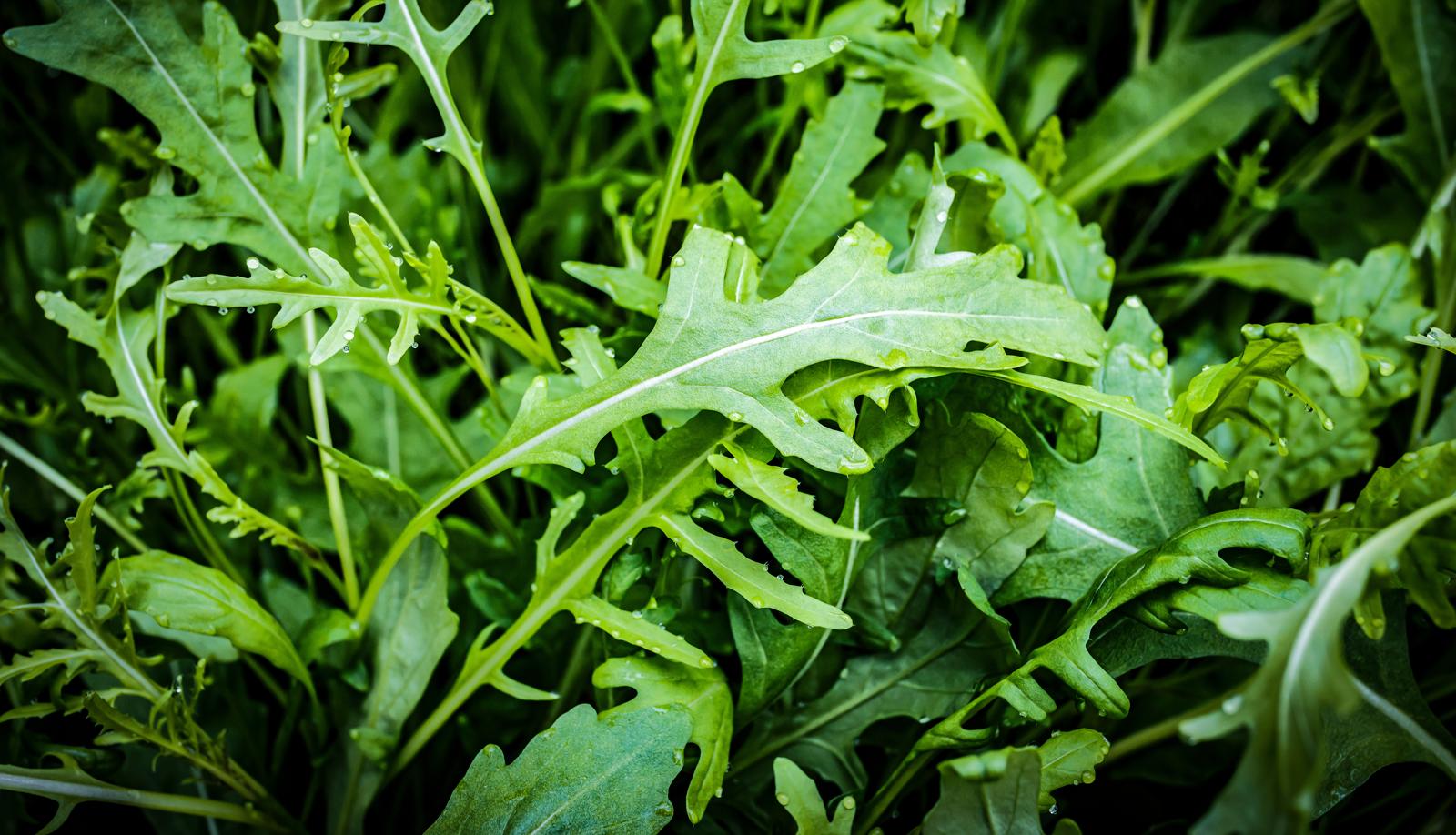 Calorie rucola